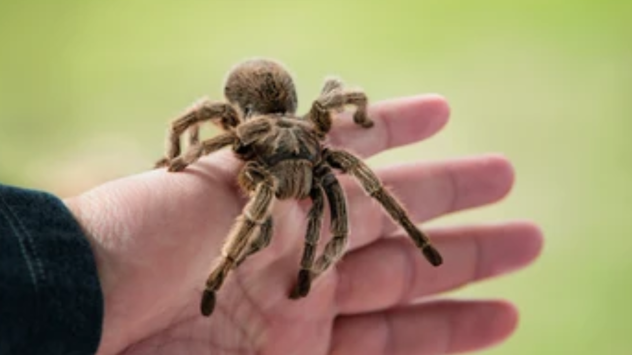 chilean rose tarantula